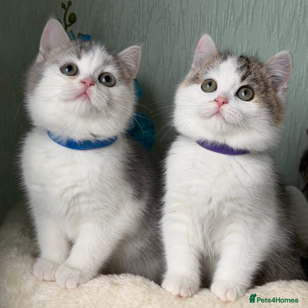 British Shorthair cats for sale: British shorthair golden tricolour TICA - Advert 13