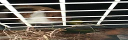 Guinea Pig rodents for sale:  senior&2months looking for a loving forever home - Advert 4