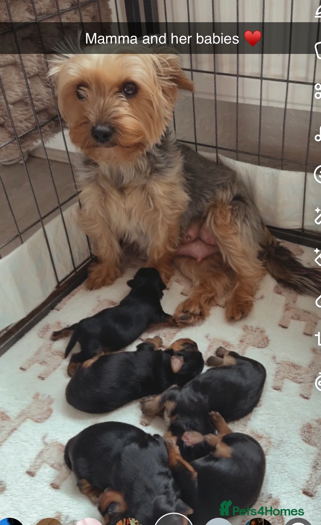 Yorkshire Terrier dogs for sale: 5 beautiful Yorkshire terrier pups  in Oswestry - Advert 1