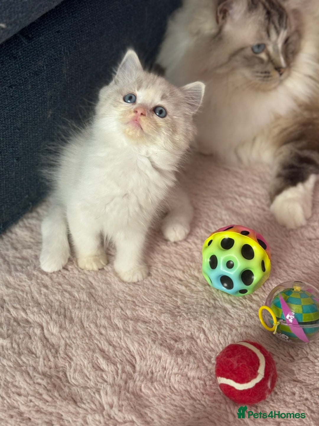 Ragdoll cats for sale: Extremely cuddly Ragdoll kittens! - Image 4
