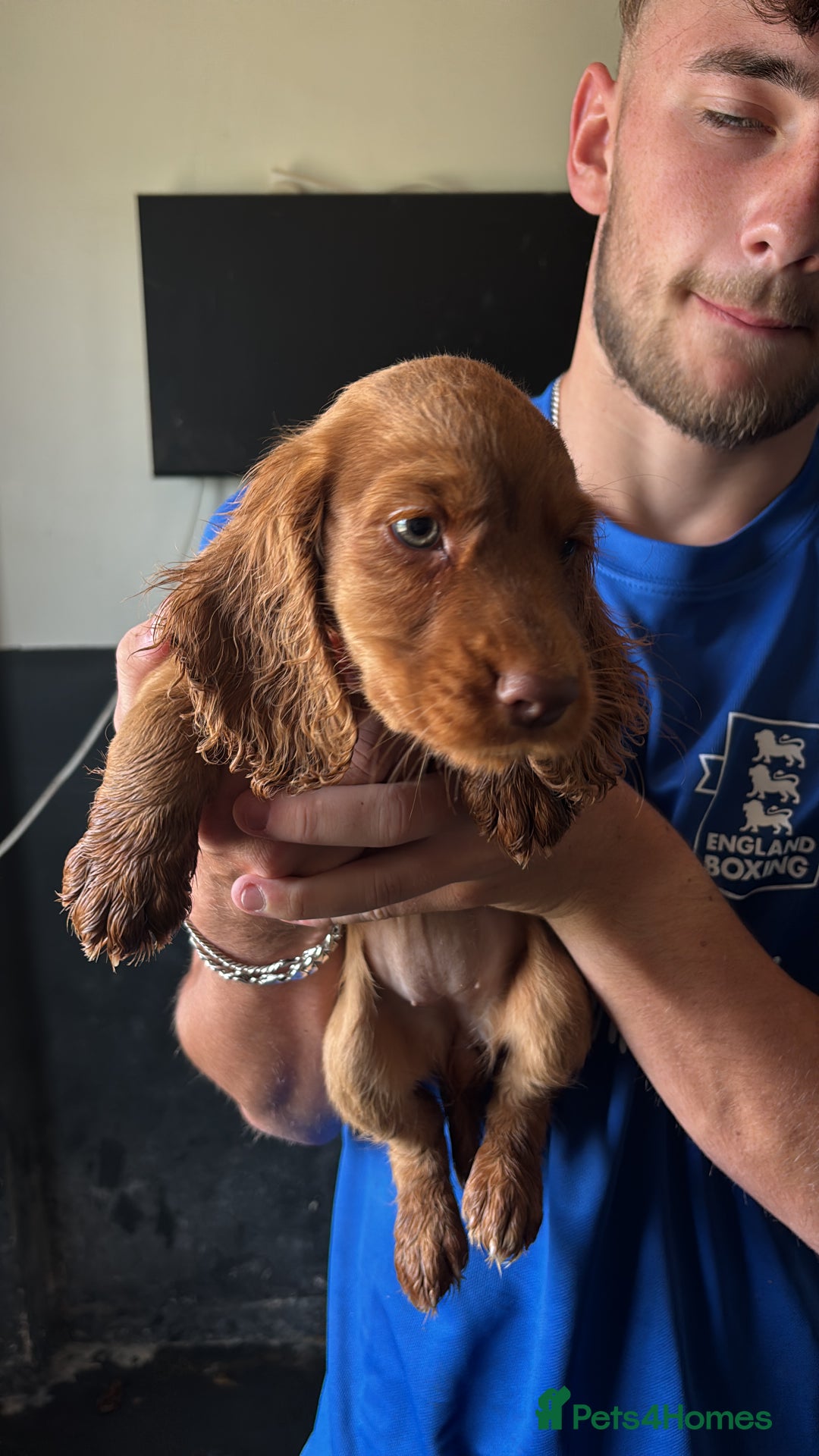 Cocker Spaniel dogs for sale: Ready to leave - Champion bred working cocker pups - Image 20