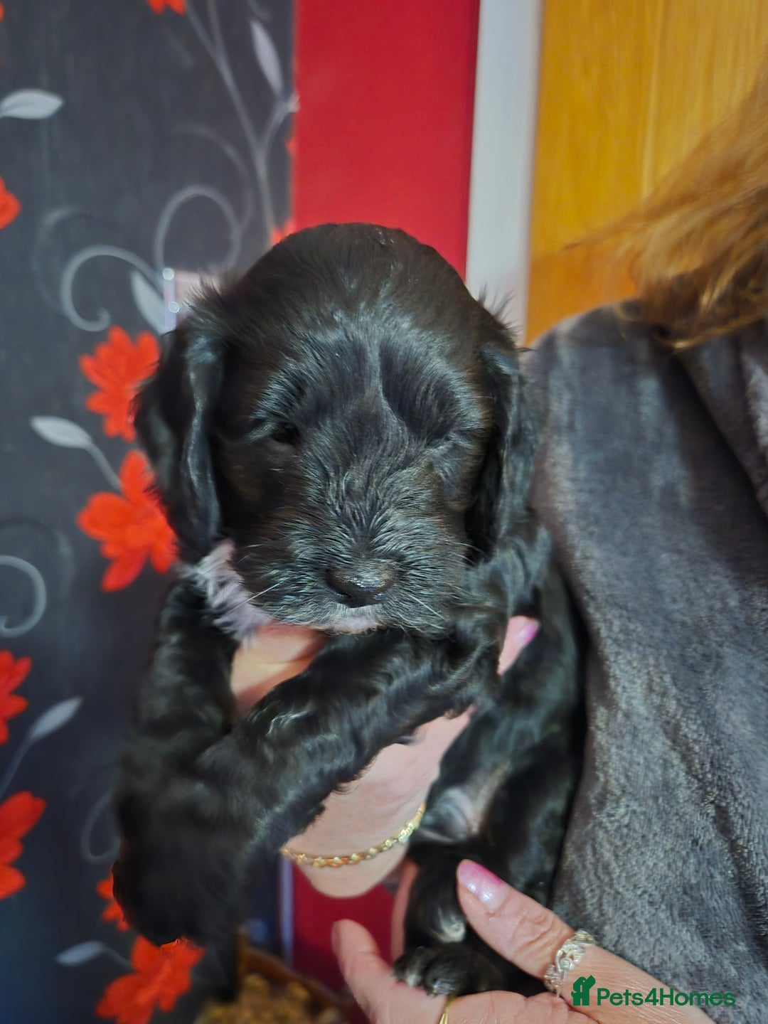 Cockapoo dogs for sale: Cockapoo - Image 4
