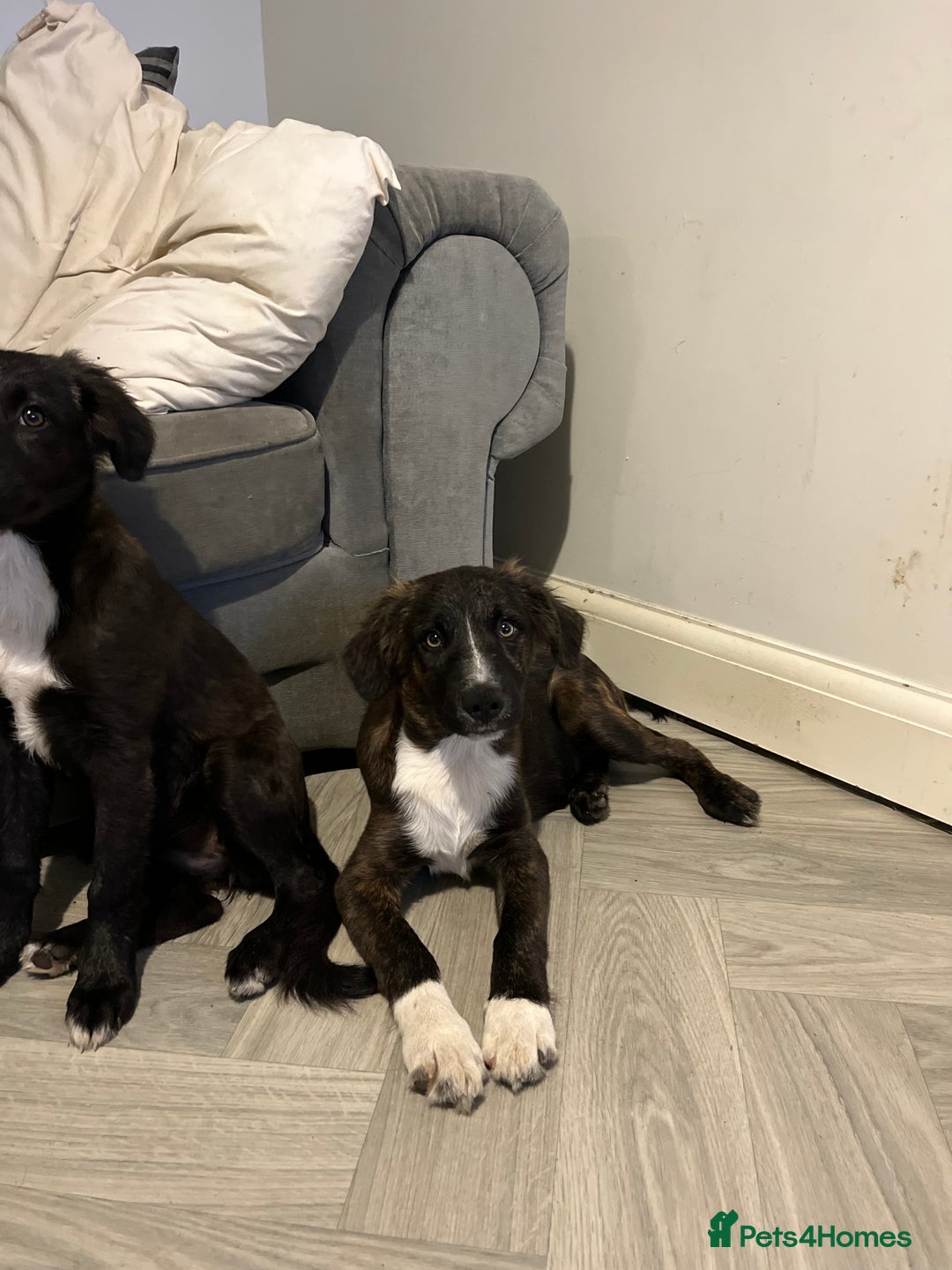 Mixed Breed dogs for sale: Staff cross puppies  - Image 4