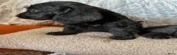 Doxiepoo dogs for sale: Ready to leave Doxiepoos, Jet Black girl and boy  - Advert 20