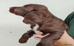 Sprocker dogs for sale: Lovely sprocker girl  - Image 10