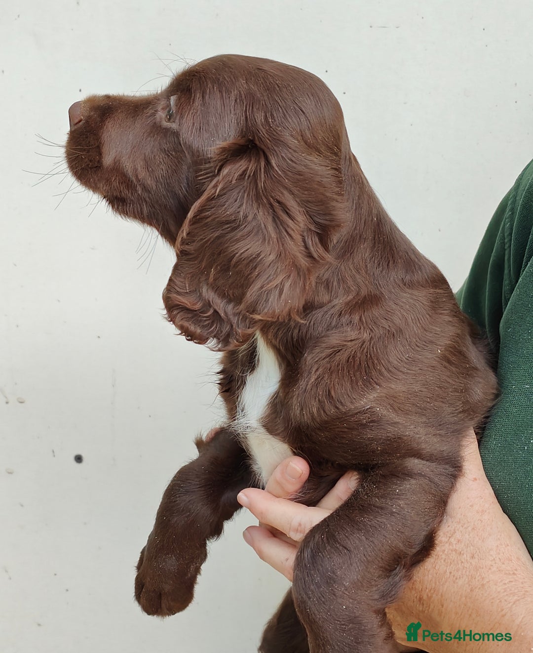 Sprocker dogs for sale: Lovely sprocker girl  - Image 10