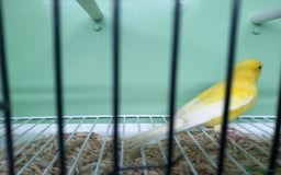 Canaries birds for sale: Canaries  - Image 20