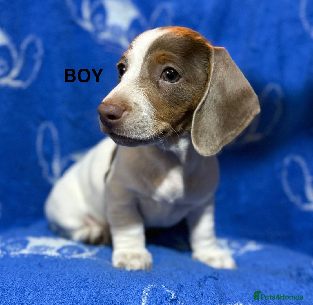 Dachshund dogs for sale: Dachshunds  - Image 17