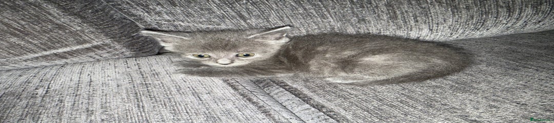 Russian Blue Kitten 2