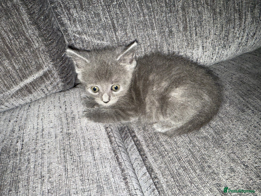 Russian Blue cats for sale: Beautiful Russian blue cross kittens - Image 11