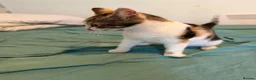 Mixed Breed cats for sale: Tilly - Advert 4