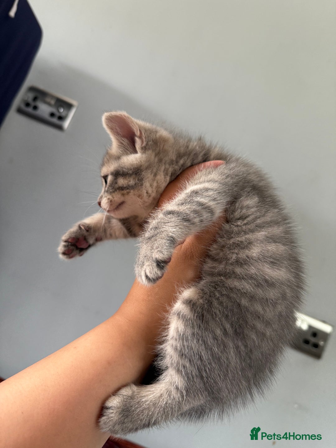 Domestic Shorthair cats for sale: 2 Stunning tabby boys available  - Image 3