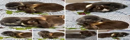 Mini Lop rabbits for sale: Bonded Mini Lop Pair - Looking for a Forever Home in Southampton - Advert 2
