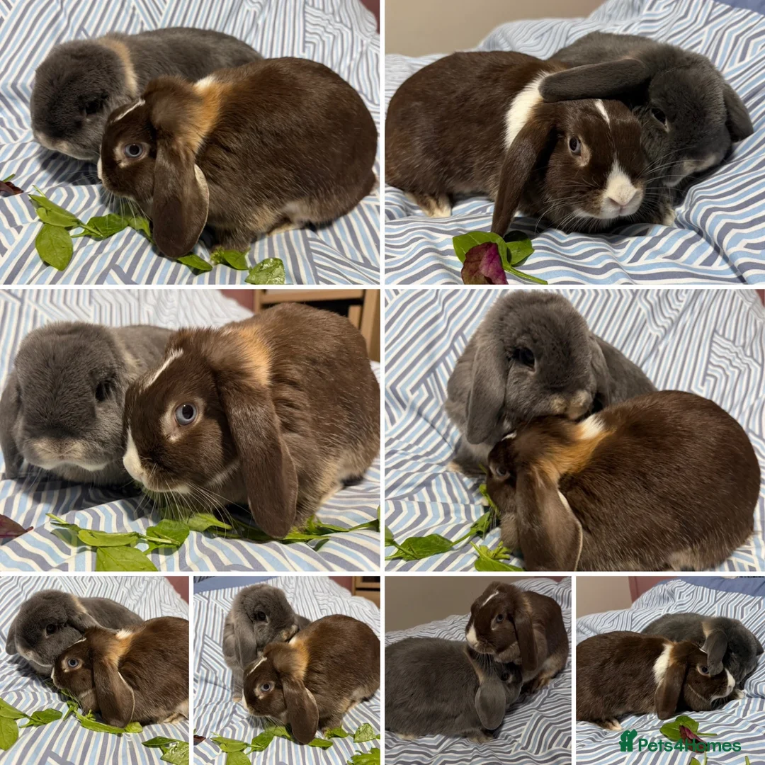 Mini Lop rabbits for sale: Bonded Mini Lop Pair - Looking for a Forever Home in Southampton - Advert 2