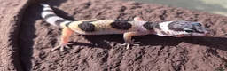 Gecko reptiles for sale: Crested & leopard gecko babies - Advert 13