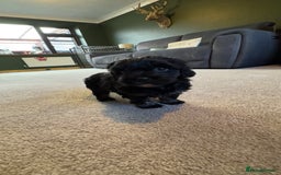 Yorkiepoo dogs for sale: Beautiful puppies  - Image 11