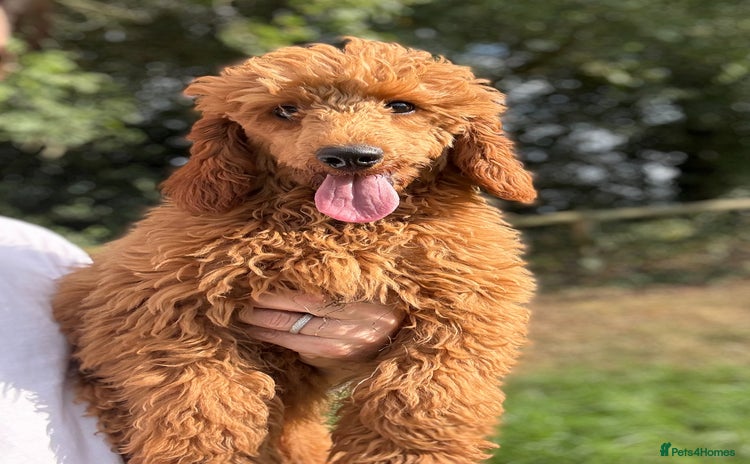 Miniature Poodle dogs in Stafford - Advert 1