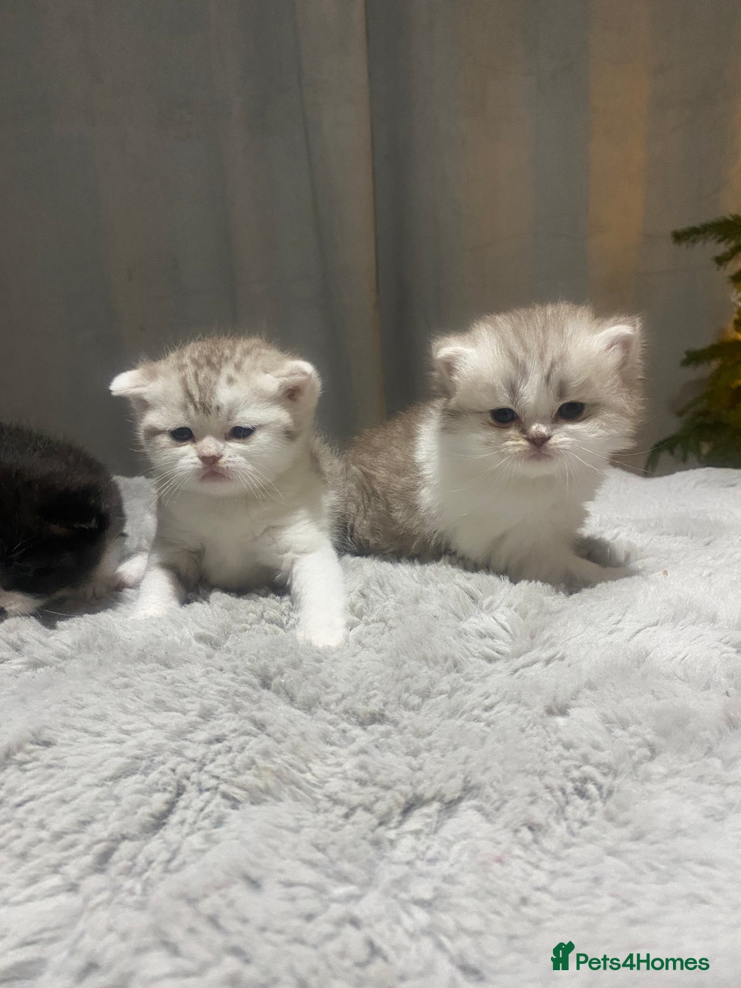 British Shorthair cats for sale: British shorthair longhair TICA boys tabby bio - Advert 13