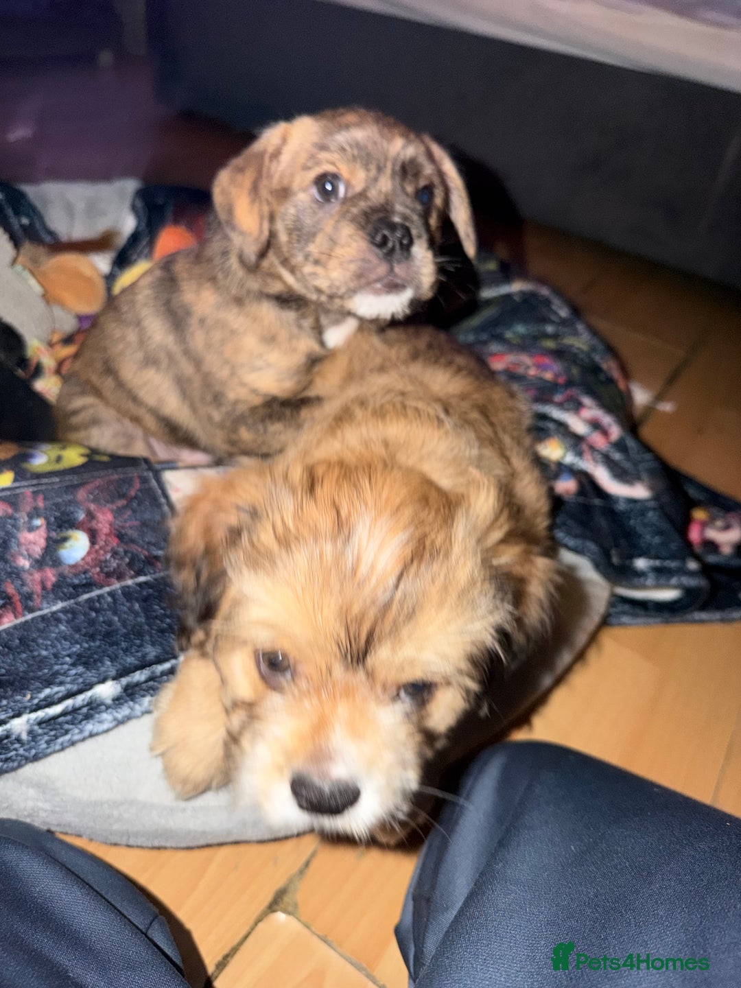 Mixed Breed dogs for sale: 💙2 Lovely male French bulldogs mixed💙  - Image 5