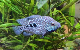 Other/Mixed Breed fish for sale: Blue Texas Cichlid & Platinum Polar Parrot Cichlid - Image 6