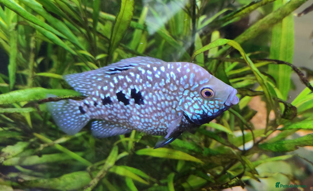 Other/Mixed Breed fish for sale: Blue Texas Cichlid & Platinum Polar Parrot Cichlid - Image 6