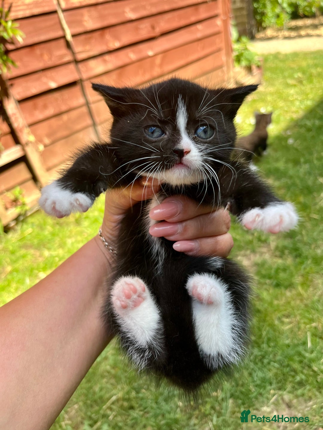 British Shorthair cats for sale: British blue x - Image 12