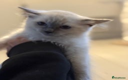 Ragdoll cats for sale: Ragdoll kittens  - Image 5