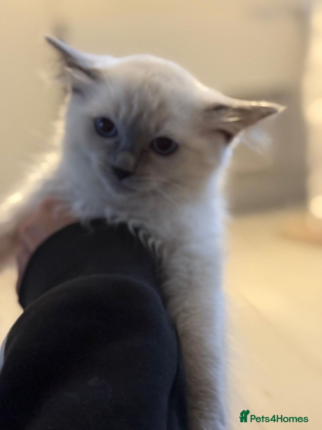 Ragdoll cats for sale: Ragdoll kittens  - Image 5