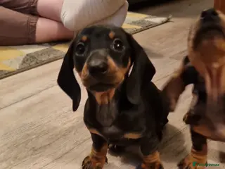 Dachshund dogs Ready now, Pedigree❤️🧡💚🩵 - Advert 4