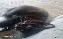 Mixed Breed cats for sale: URGENT FOREVER HOME NEEDED ASAP - Image 3