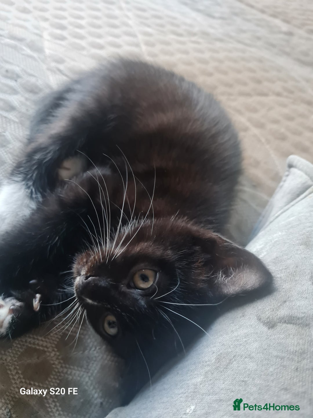 Mixed Breed cats for sale: URGENT FOREVER HOME NEEDED ASAP - Image 3