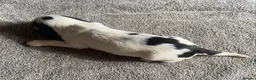 Cocker Spaniel dogs for sale: Show Type Cocker Spaniel Puppies - Advert 27