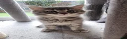 Nebelung cats for sale: Nebelung cross Ragdoll blue grey kitten. in Havant - Advert 17