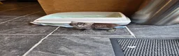 Mixed Breed cats for sale: Beautiful kittens - Advert 4