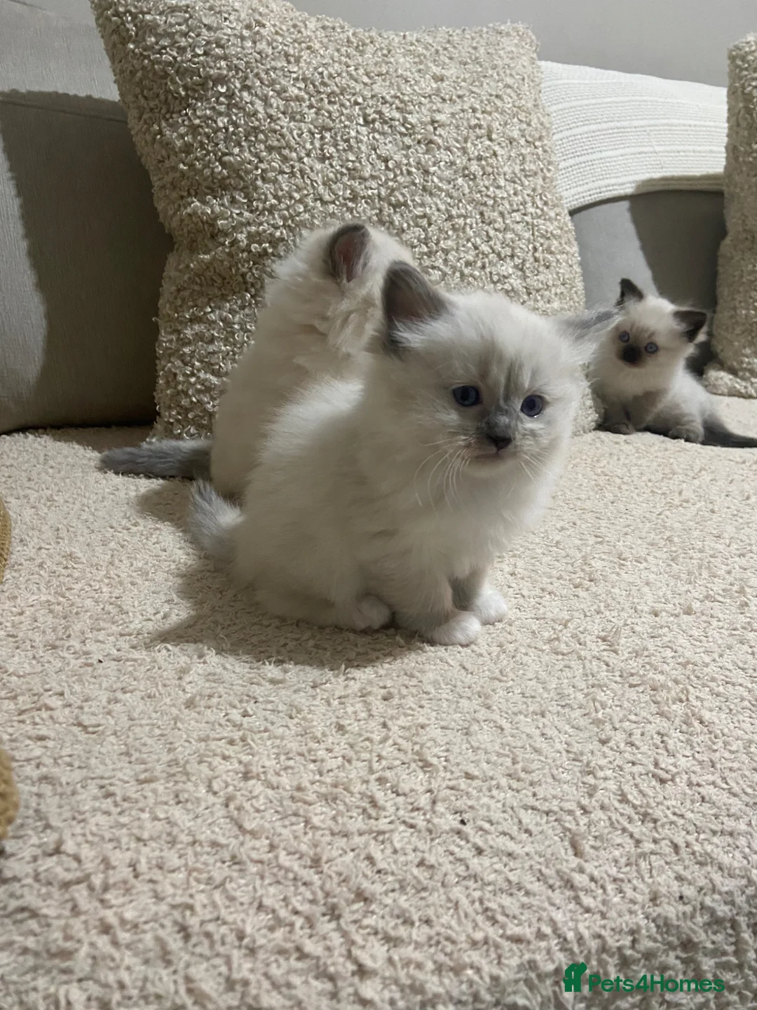 Ragdoll cats for sale: Beautiful ragdolls  - Advert 26