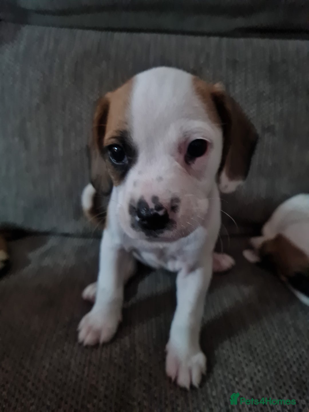 Mixed Breed dogs for sale: Pug Staffie Cross Cocker Puppies - Image 4