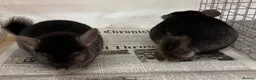 Chinchilla rodents for sale: Ben & Jerry, fabulous Ebony brothers, super tame - Advert 2