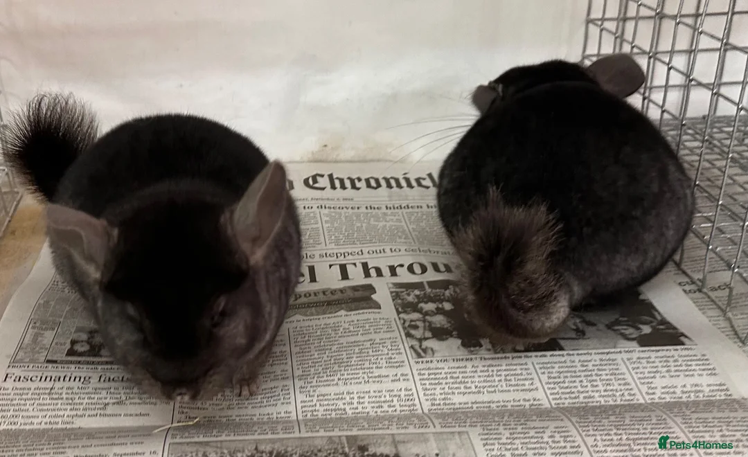 Chinchilla rodents for sale: Ben & Jerry, fabulous Ebony brothers, super tame - Advert 2