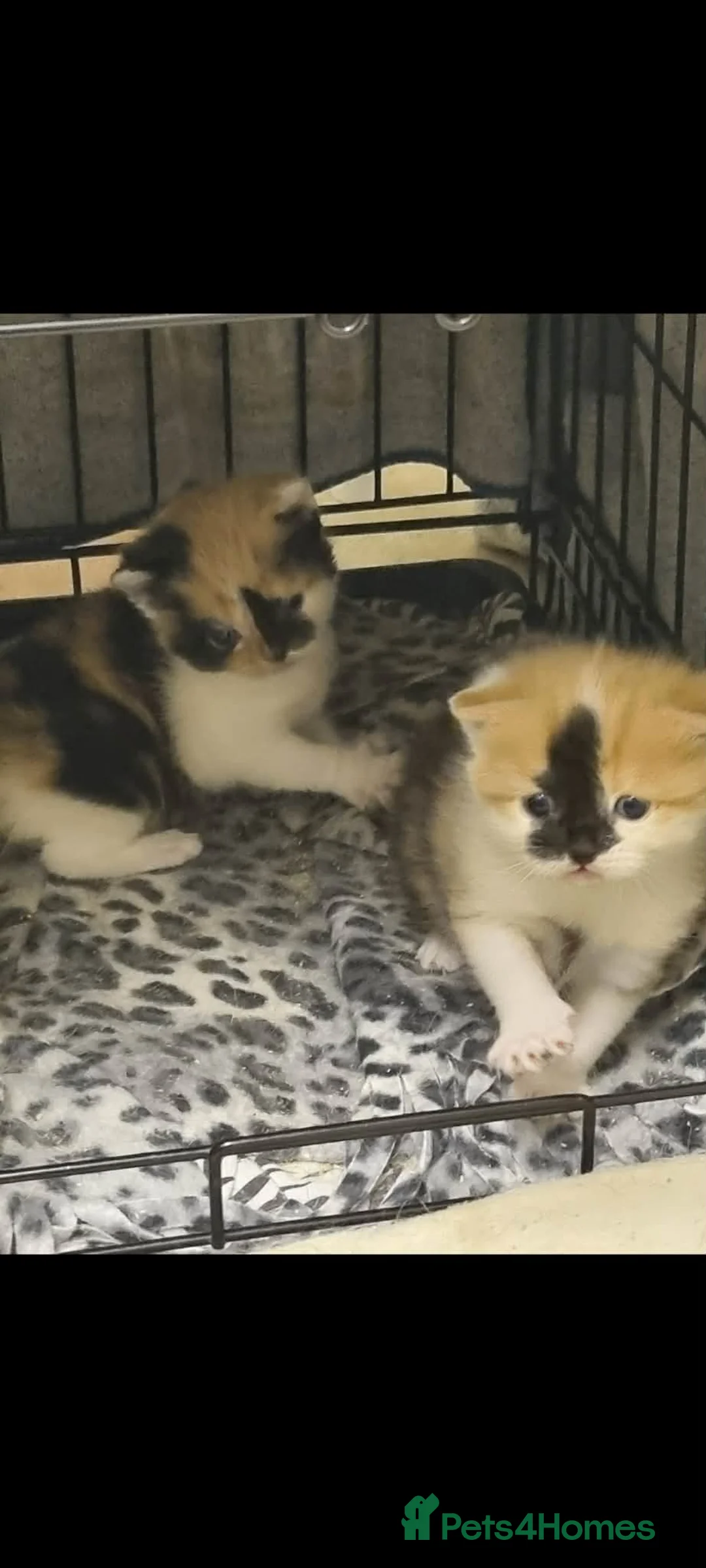 Domestic Shorthair cats for sale: Two beautiful kittens  - Advert 2