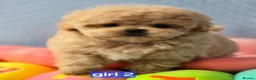 Maltipoo dogs for sale:  Beautiful  Maltipoo - Advert 34