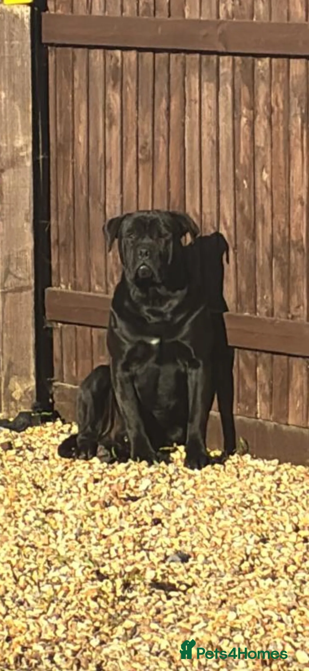 Mixed Breed dogs for sale: Friendly puppies for sale  in Southampton - Advert 2