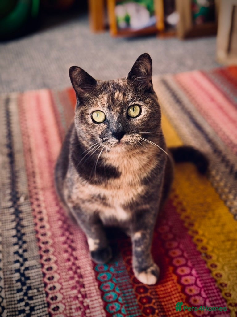 Mixed Breed cats Beautiful Layla needs a new family - Advert 2