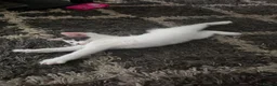 Brazilian Shorthair cats for sale: 4 georgous kittens looking for their forever home - Advert 17