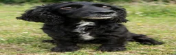 Mixed Breed dogs for sale: Cocker jacks - Advert 9