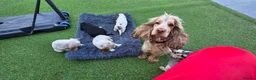 Cocker Spaniel dogs for sale: Show cocker spaniel puppies  - Advert 4