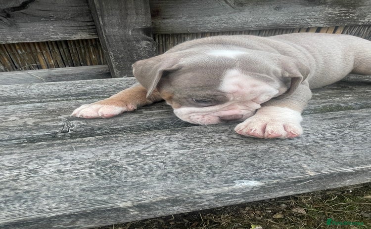 Old Tyme Bulldog dogs - Advert 3
