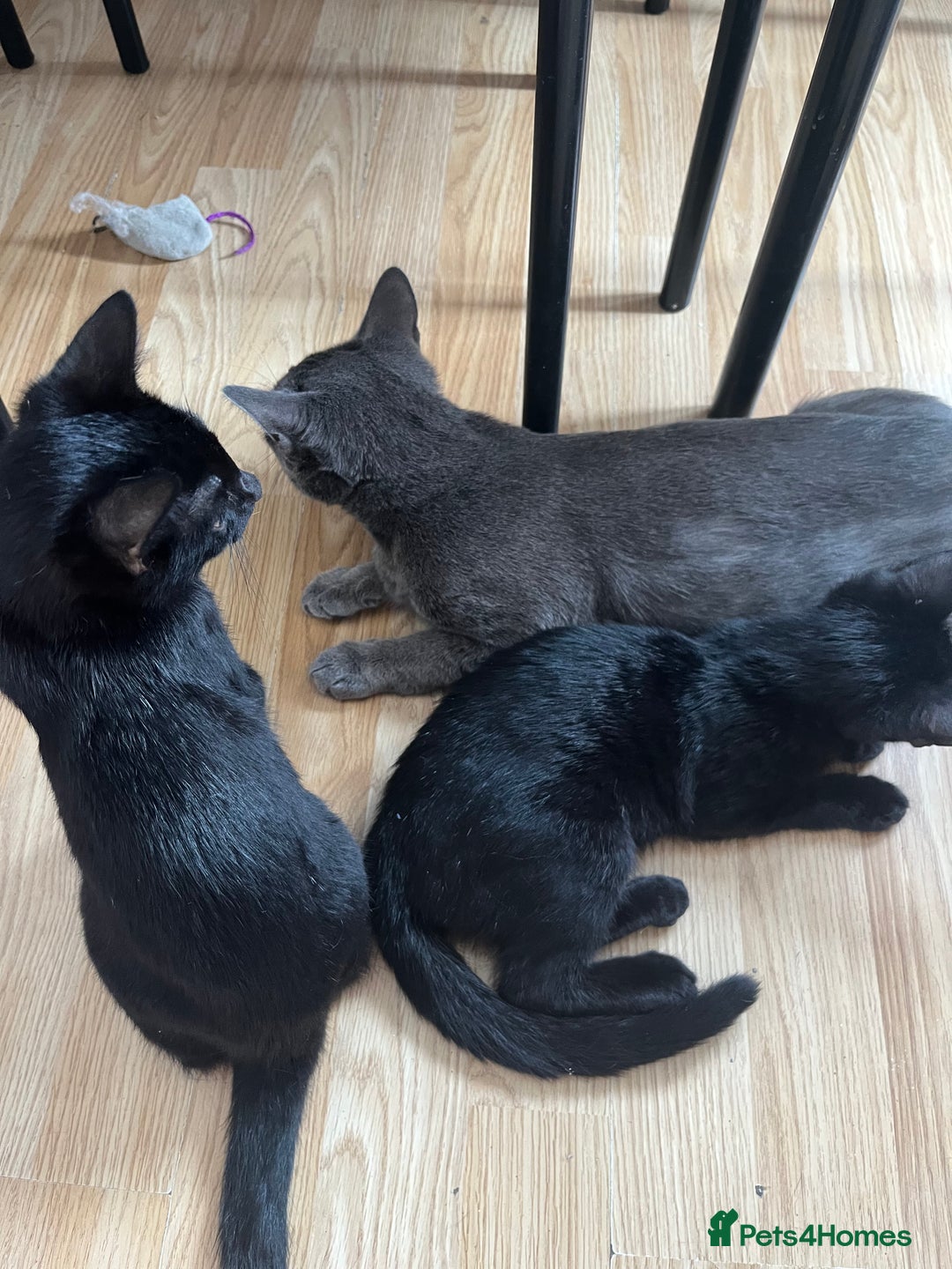 British Shorthair cats for sale: 1 Boy and 1 Girl Kitten - Image 5