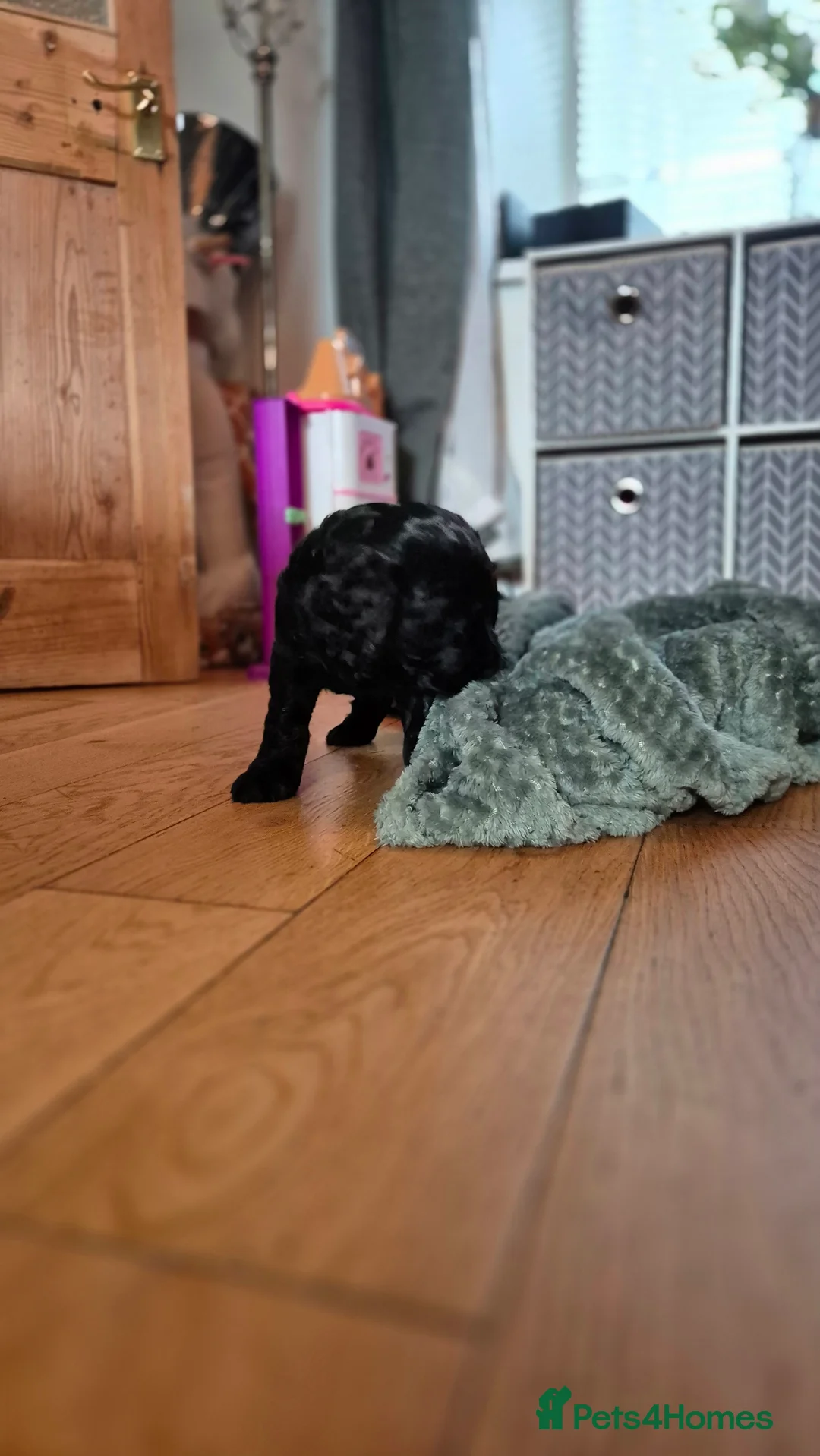 Cocker Spaniel dogs for sale: Mr Paul Bell - Advert 9