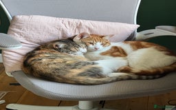 Mixed Breed cats for sale: Big kitten needs new home - Image 10
