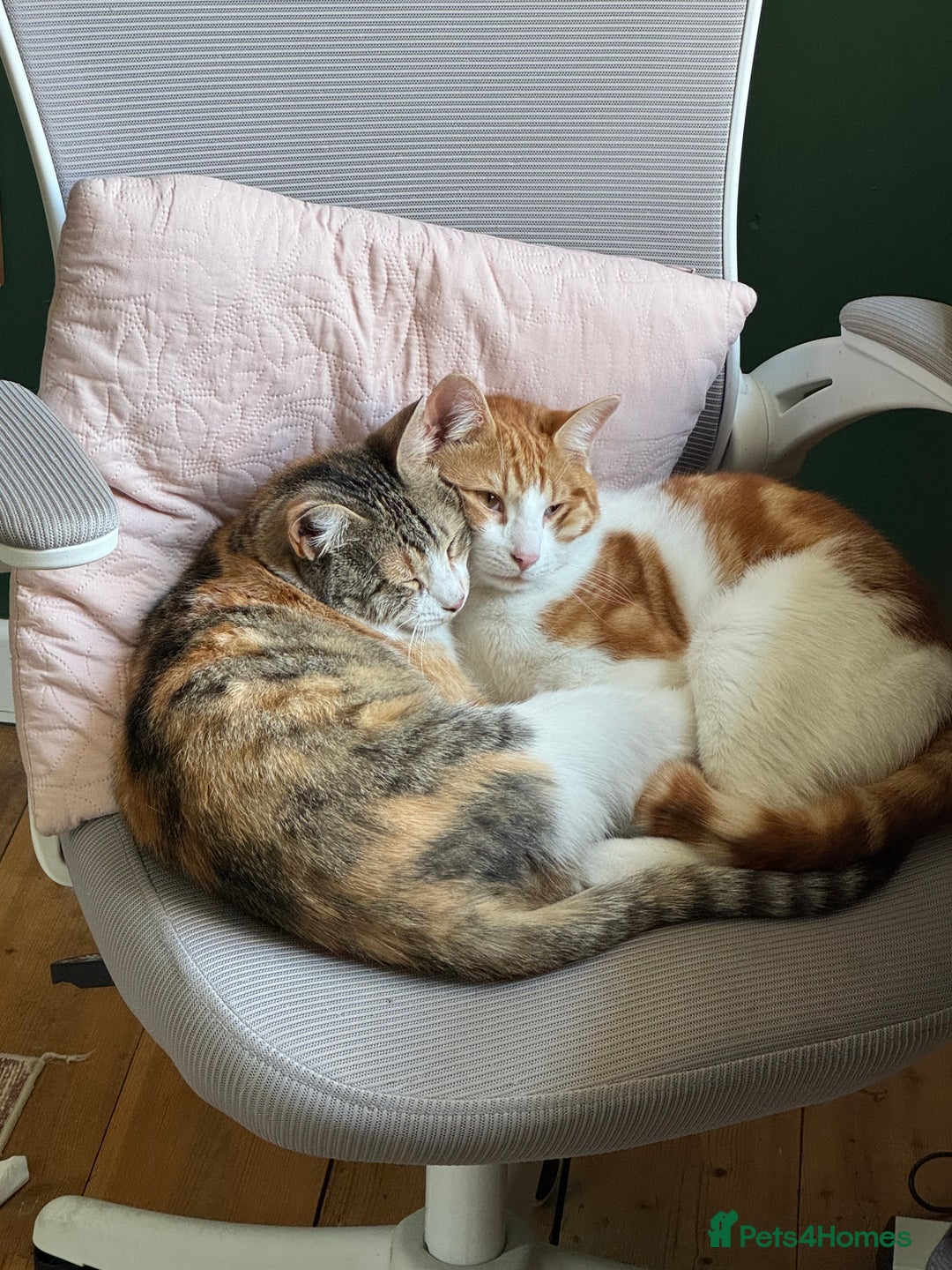Mixed Breed cats for sale: Big kitten needs new home - Image 10